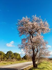 Cherry blossom tree by road against blue sky