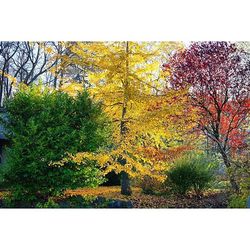 Trees in park