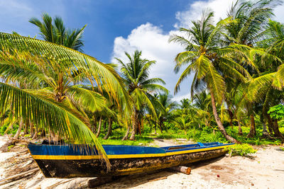 Scenic view of palm trees on beach