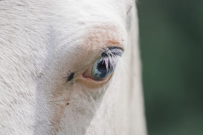 Close-up portrait of dog