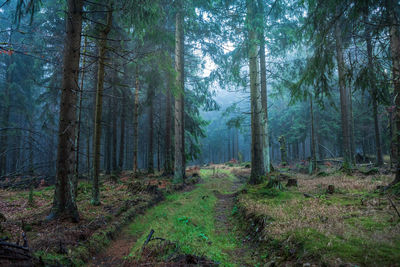 Pine trees in forest