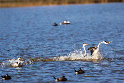 Grebes rushing