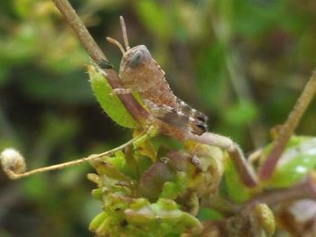 Close-up of butterfly on leaf
