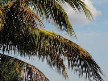 Low angle view of palm tree against sky