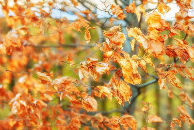 Close-up of red leaves on tree