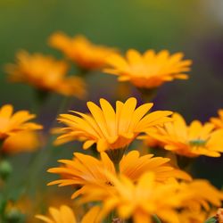 Close-up of yellow flowering plant