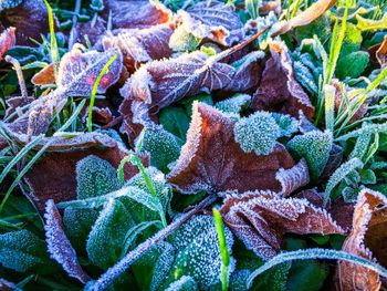 Full frame shot of plant