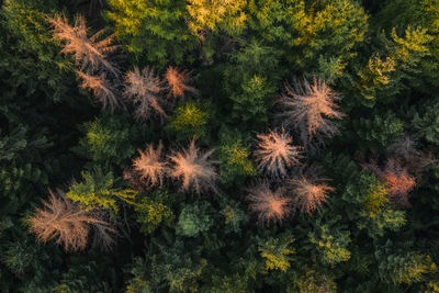 Full frame shot of trees