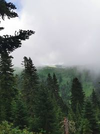 Pine trees in forest against sky