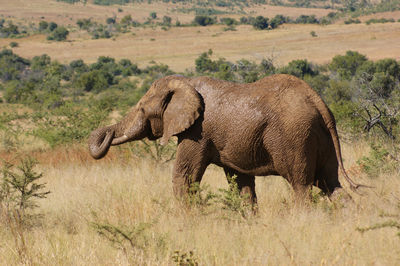 Elephant in a field