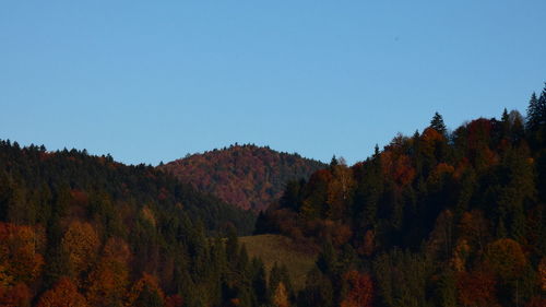 Scenic view of autumn trees against clear sky