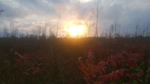 Scenic view of field against sky during sunset