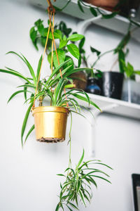 Close-up of potted plant on table