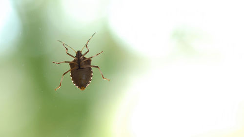 Close-up of insect