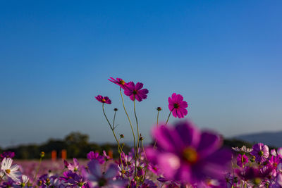 Kashihara city, nara prefecture cosmos field of fujiwara palace