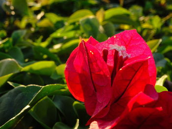 Close-up of wet red rose blooming outdoors