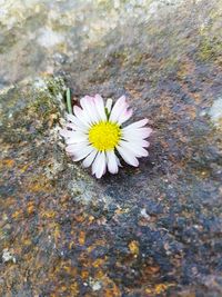 High angle view of flowers blooming