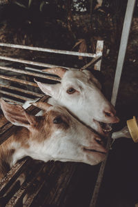 Close-up high angle view of goats at farm
