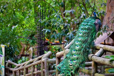 View of birds on tree in forest