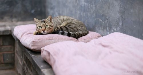 Cat resting on pink seat