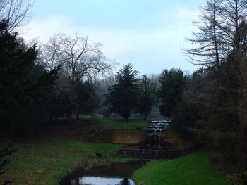 Bare trees on grassy field