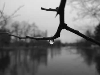 Close-up of raindrops on branch against sky