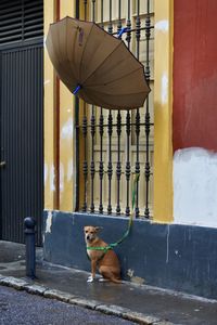 Dog on sidewalk