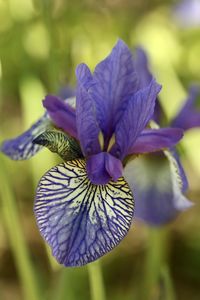 Close-up of purple iris flower