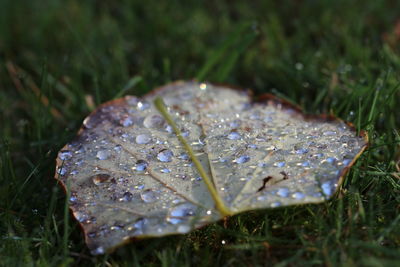 Close-up of raindrops on grass