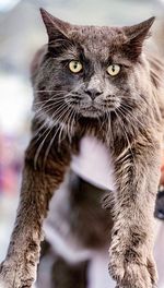 Close-up portrait of a cat