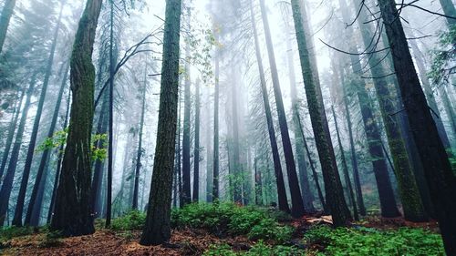 View of tree trunks in forest