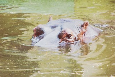 Close-up of turtle swimming in lake