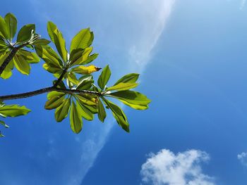 Low angle view of leaves against blue sky
