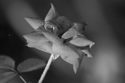 Close-up of wilted rose