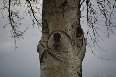 Low angle view of tree against sky