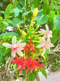 Close-up of flowers blooming outdoors