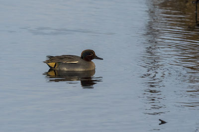 Duck swimming in lake