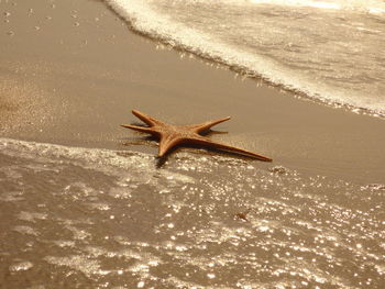 High angle view of dead starfish on shore at beach