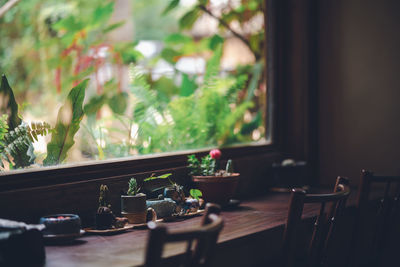 Close-up of potted plant on table