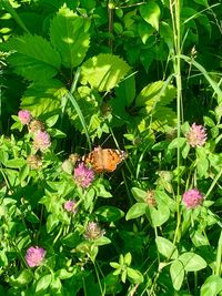 Butterfly on pink flowering plant