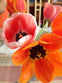 Close-up of day lily blooming outdoors