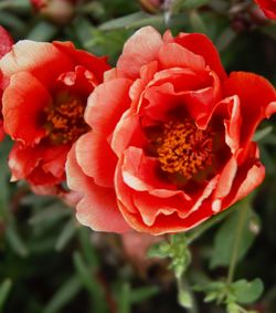 Close-up of red flowers blooming outdoors