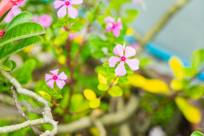 Close-up of pink flowers blooming outdoors