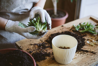 Home garden. how to transplant repot a succulent, propagating succulents