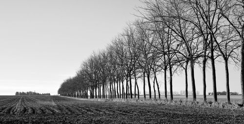 Trees on field against clear sky