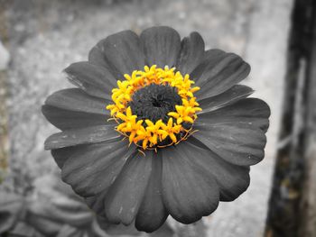 Close-up of yellow flower blooming outdoors