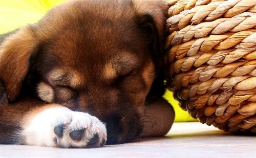 Puppy sleeping by basket