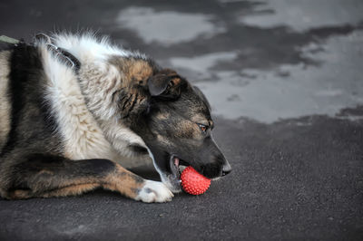 Close-up of a dog looking away