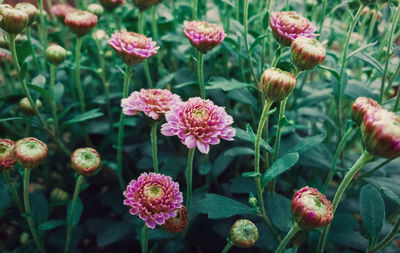 Close-up of pink flowering plants