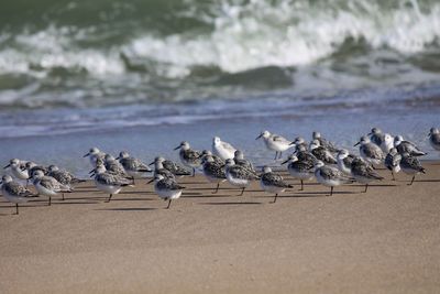 Flock of seagulls on beach